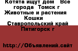 Котята ищут дом - Все города, Томск г. Животные и растения » Кошки   . Ставропольский край,Пятигорск г.